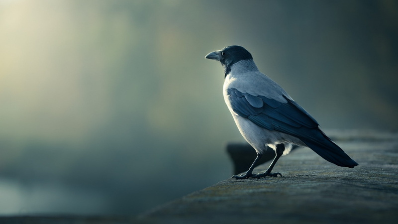 birds, looking, animal, focus on foreground, European Magpie, bird, animal wildlife, wall, day, close-up, vertebrate, no people, perching, animals in the wild