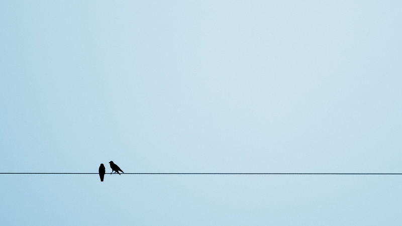 vertebrate, sky, bird, animals, ropes, copy space, 1080P, outdoors, one animal, no people, Simple Background, perching, animal wildlife, power line, animal themes