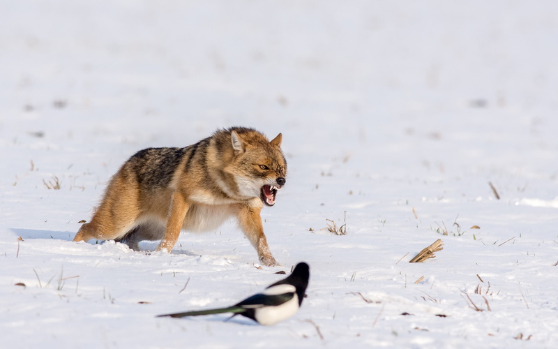 wolf, animals, European Magpie, snow, nature, birds, 2K