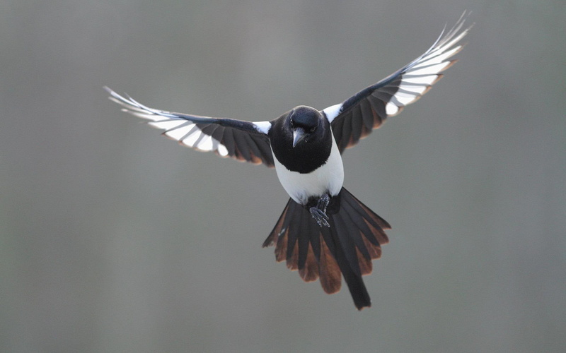 animals, white, magpie, black, 1080P, flight