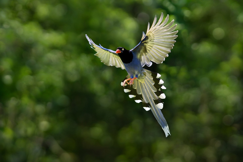 taiwan blue magpie, 1080P