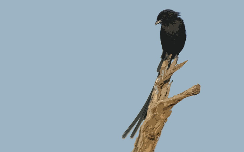 africa, animals, blue, bird, 1080P, magpie, nature, magpie shrike, south africa, shrike