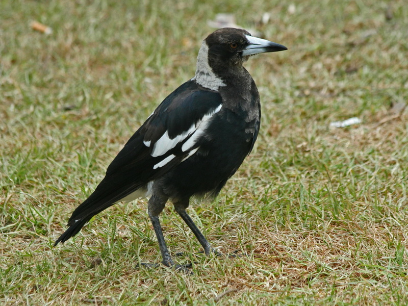 animal themes, full length, crow, 2K, wildlife, focus on foreground, vertebrate, animal Wing, magpie, plain, animal, white, walk, black Color, australian