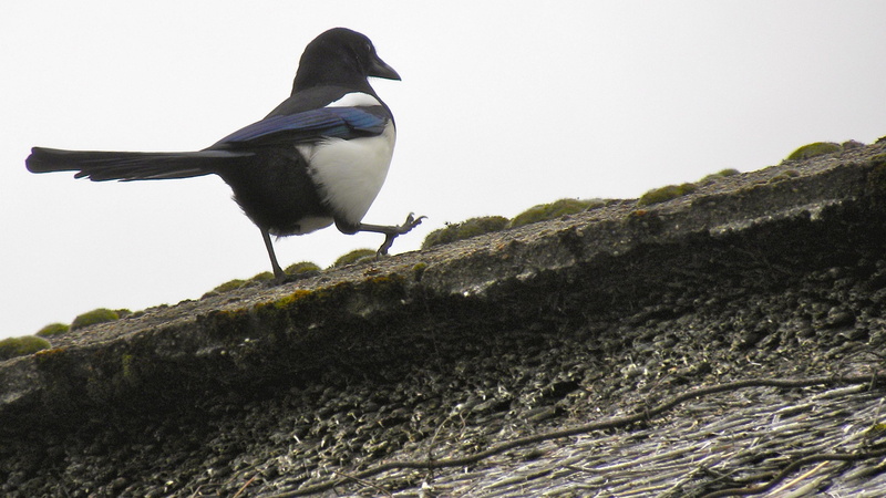 2K, magpie