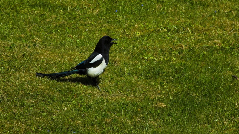 black color, walk, land, one animal, 1080P, magpie, animal wildlife, high angle view, growth, plant, grass, animals in the wild, birds, no people, vertebrate