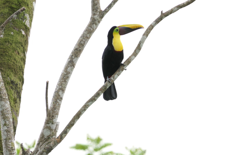 pheasant, worm, blackbird, beak, tree, bird, long, birds, yellow, black, one animal, day, animal, sky, invertebrate, dominical, animal wildlife, 5K, toucan