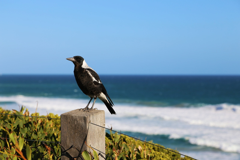 australia, magpie, sky, 5K, wildlife, black color, animal themes, no people, vertebrate, nature, beak, horizon over water, sea, bird, day, animals in the wild