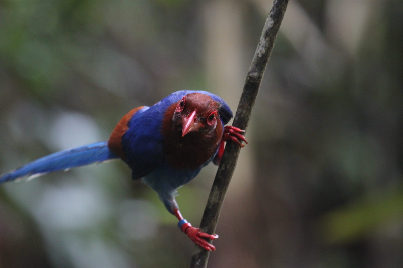vertebrate, animal, one animal, focus on foreground, feather, twig, parrot, Blue Magpie, animal wildlife, outdoors, nature, branch, plant, no people, color Image