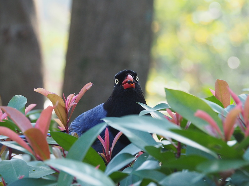 outdoors, flowering plant, eat fruit, wildlife, animal, one animal, blue magpie, no people, vertebrate, animal themes, day, 4K, taiwan, long-tailed mountain mother