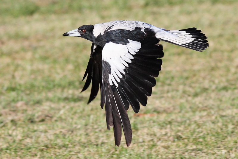 Magpie, 720P, Birds