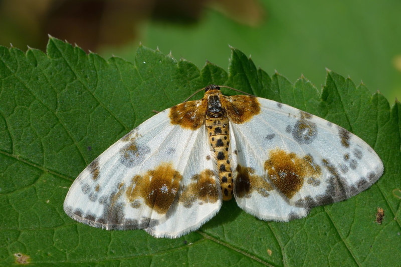 1080P, Moth, Clouded Magpie, Animal
