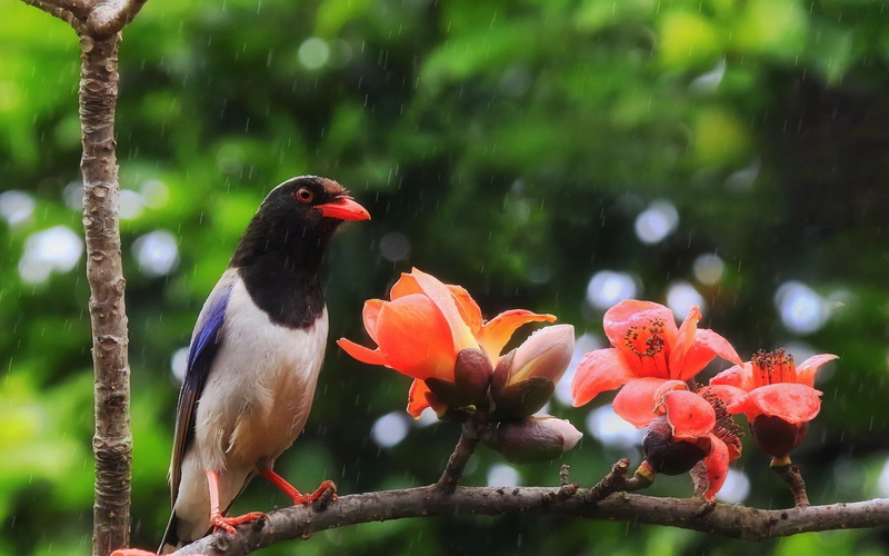 Branch, 1080P, Blossom, Birds, Red-billed blue magpie, Bird, Magpie, Animal, Flower