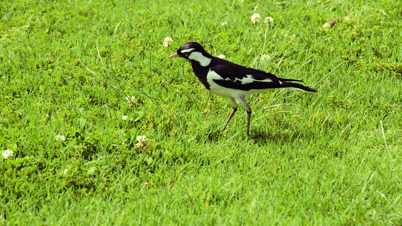 vertebrate, one animal, corvine bird, green color, animals, full length, animal themes, sunlight, nature, animal, side view, animals in the wild, outdoors