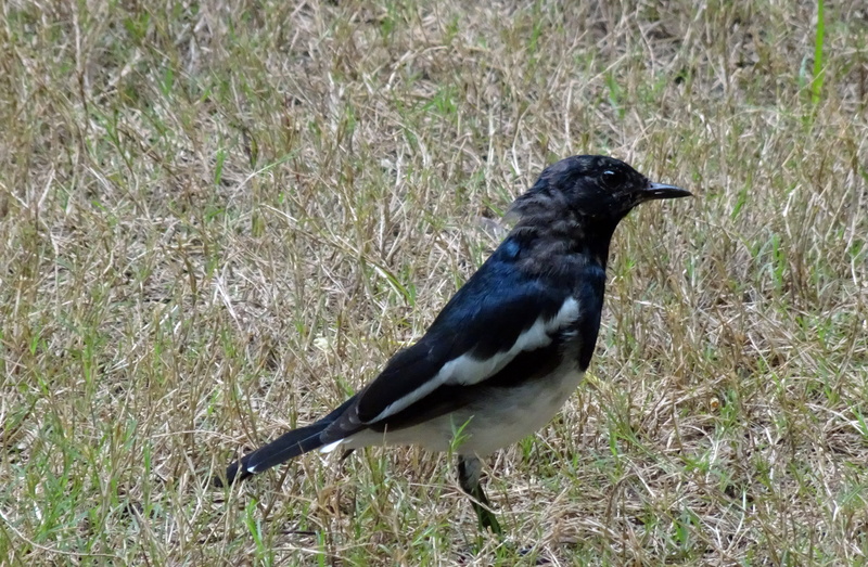 nature, land, male, magpie, sasan gir, perching, one animal, day, vertebrate, no people, animals in the wild, animal, field, singing bird, looking, black color