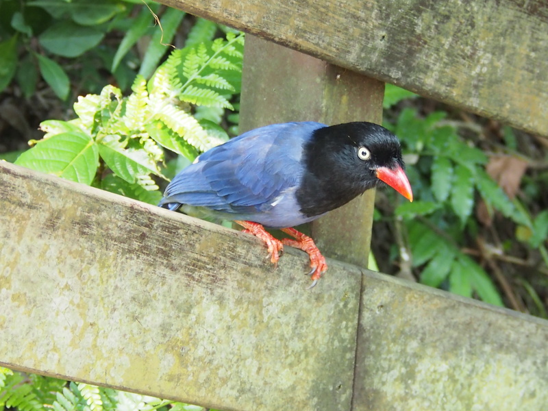 outdoors, tailed, mother, Long, wildlife, one animal, leaf, blue, feather, wood - material, mountain, animals in the wild, no people, Blue Magpie, nature