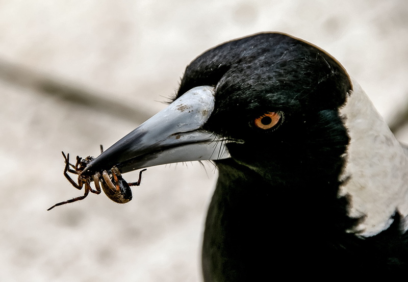 biting, close-up, food, no people, outdoors, bird, animal, photo, day, magpie, nature, queensland, animal eye, black color, beak, australian magpie, animal wildlife