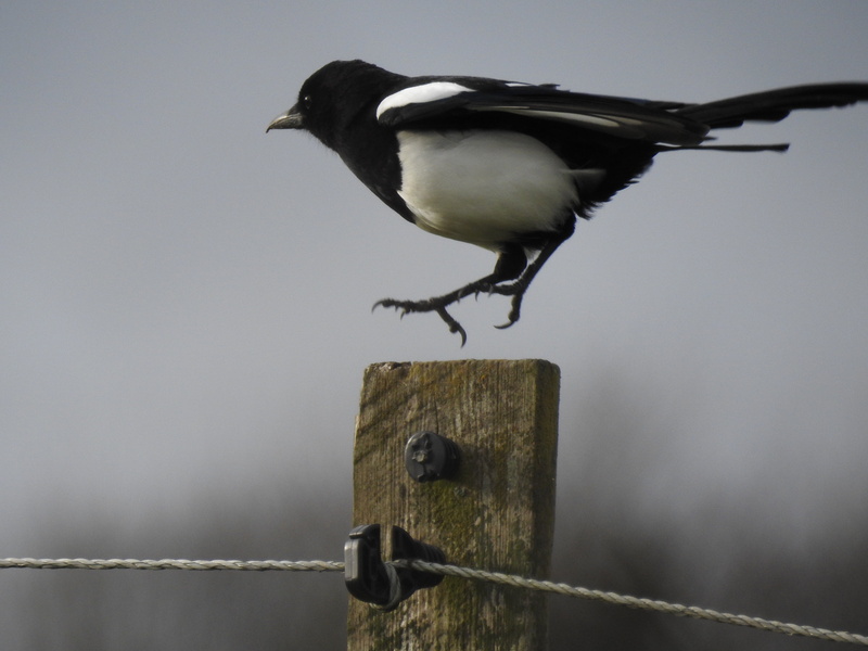 animals in the wild, boundary, day, feather, magpie, animal wildlife, metal, 4K, full length, one animal, wood - material, animal themes, bird, landing