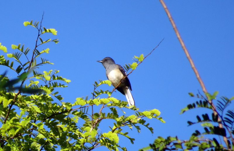 outdoors, nature, magpie, animal themes, blue, animals in the wild, no people, sunny, bird, day, plant, branch, robin, singing bird, sky, perching, animal wildlife