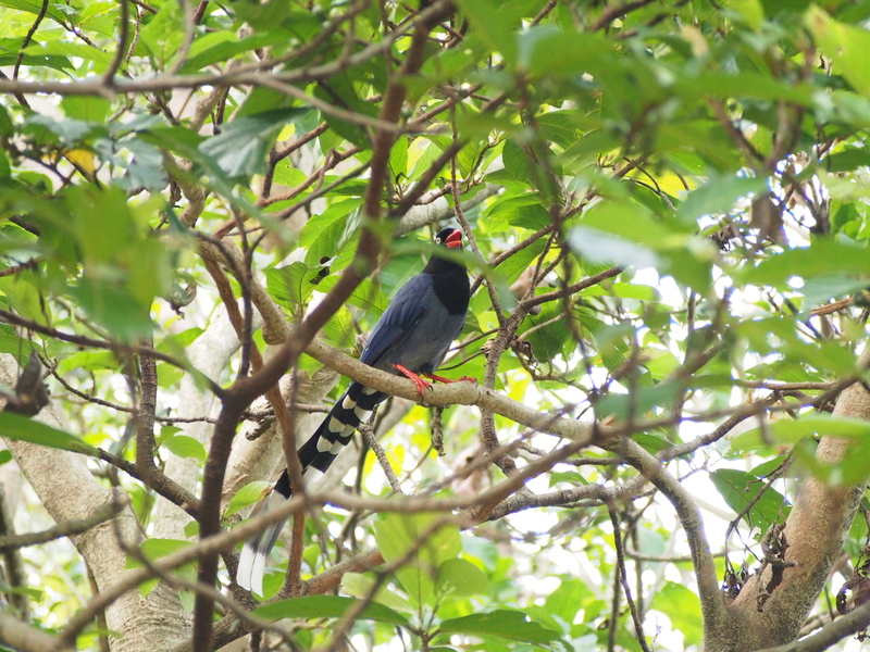 taiwan, green color, animal, bird, branch, wildlife, blue magpie, vertebrate, animals in the wild, day, taipei, one animal, plant part, leaf, low angle view