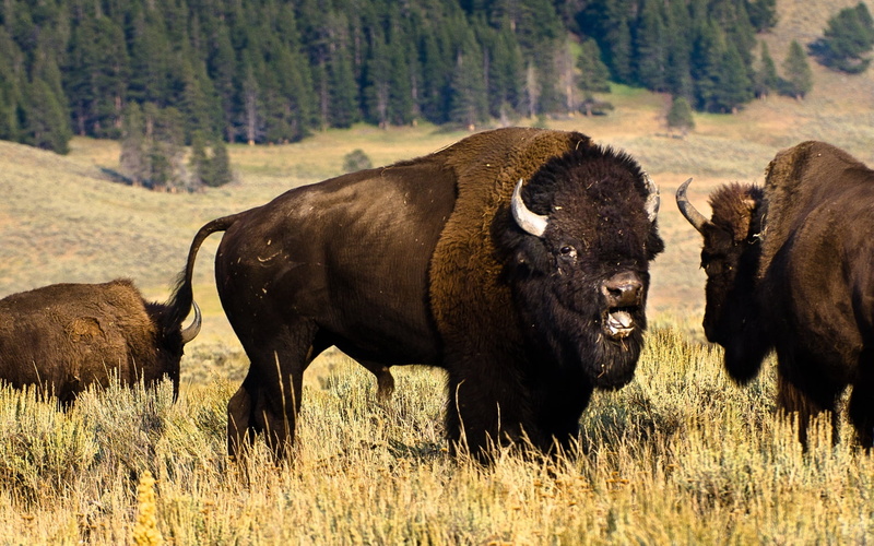 domestic animals, group of animals, american Bison, vertebrate, yellowstone National Park, outdoors, field, 720P, rural Scene, animal wildlife, wilderness Area