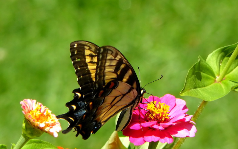 wds, hd, butterfly, widescreen, 1080P, animals, butterflies