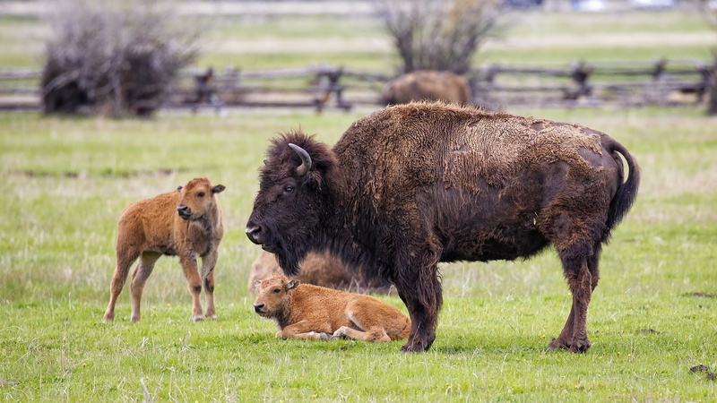 beside, bull, grass, brown, american, animal themes, 2K, adult, nature, horns, outdoors, livestock, two, bisons, vertebrate, young animal, group of animals