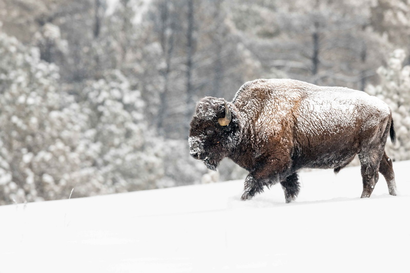 1080P, Wildlife, Snow, Animal, American Bison, Winter
