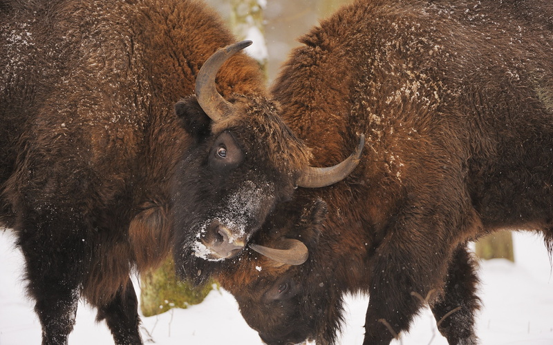 2K, fight, bison
