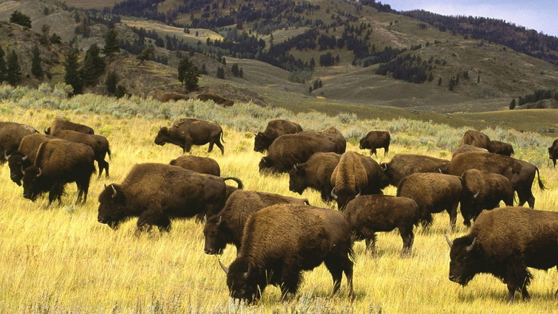 1080P, american bison