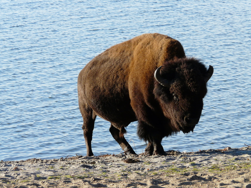 one animal, lake, canada, animals in the wild, brown, herbivorous, animal themes, american bison, Free, beach, Wisent, no people, Animal, outdoors, domestic animals