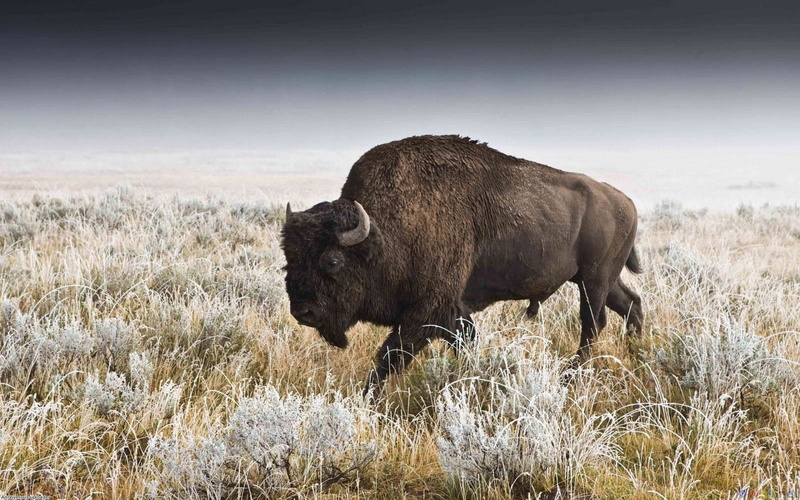1080P, american bison