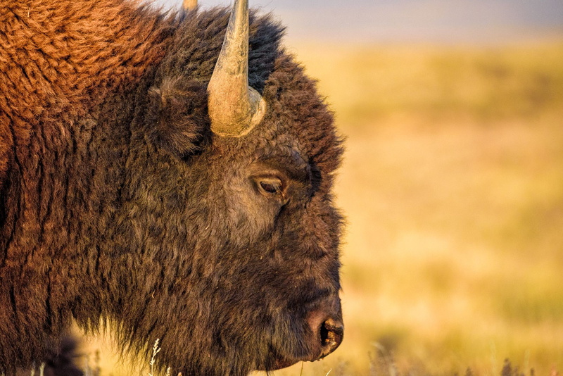 American Bison, 1080P, Animal