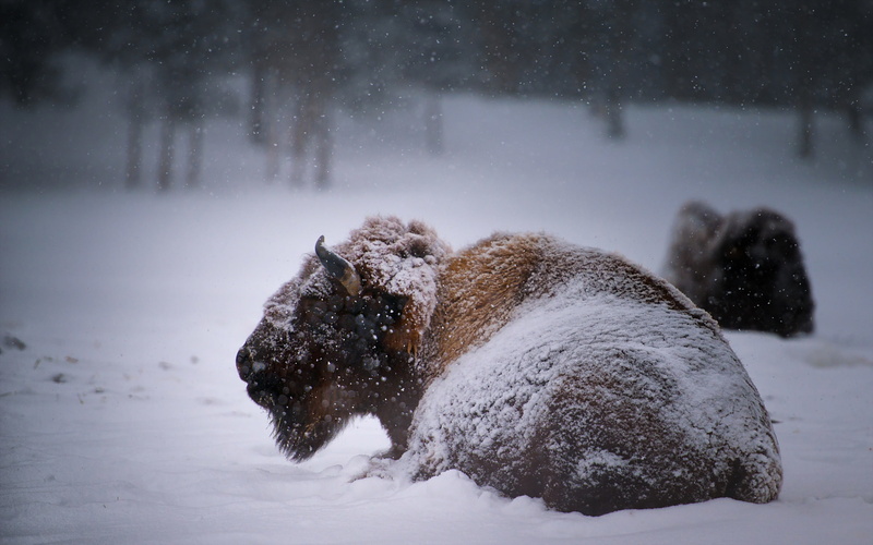 Animal, American Bison, 2K