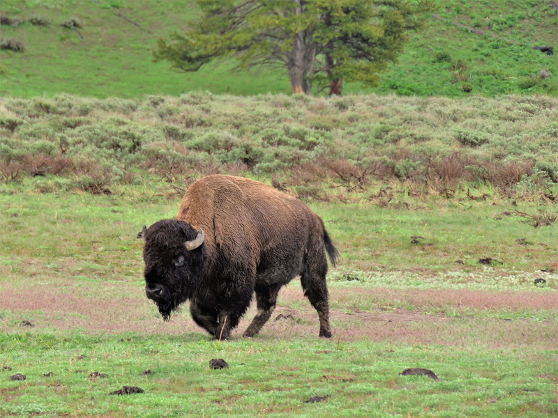 animal wildlife, animal, one animal, landscape, animals in the wild, hiking, american bison, grass, domestic animals, outdoors, american buffalo, bison