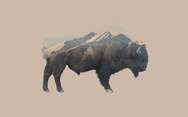 animal themes, studio shot, mammal, walking, nature, domestic animals, vertebrate, motion, elephant, animal wildlife, mountain, profile view, animals, animal