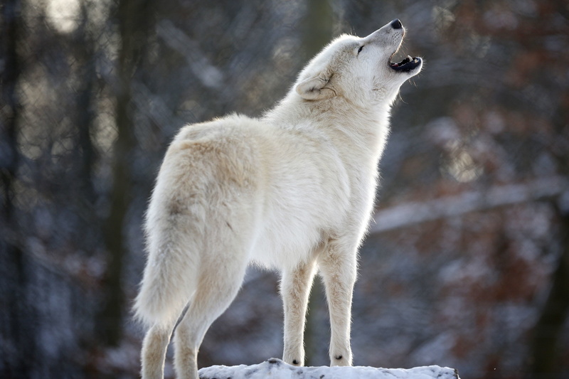 focus on foreground, vertebrate, animal wildlife, cold temperature, one animal, zoo, animal themes, winter, mammal, day, wolf, animal, animals in the wild