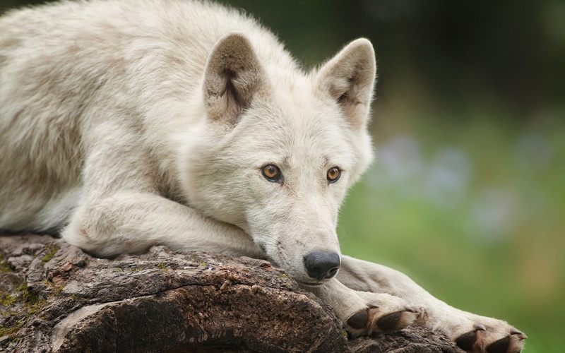 Wolf, Polar, Look, White, 1080P