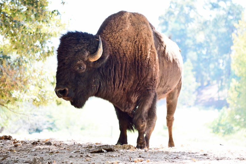 walking, grassland, livestock, wild, animal wildlife, animal, nature, herbivorous, 2K, bison, field, land, bull, herd, cow, brown, mammal, vertebrate
