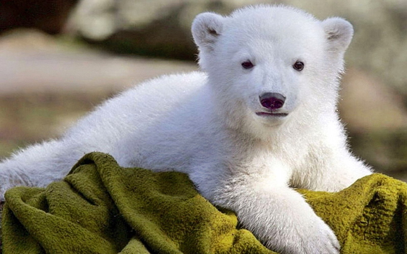 looking at camera, outdoors, portrait, one animal, polar bear, animal body part, vertebrate, polar, relaxation, white color, dog, no people, mouth open