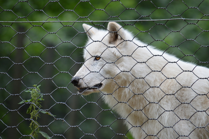 close-up, germany, cute, animal themes, domestic animals, arctic, polar, nice, domestic, nature, barrier, fence, zoo, wolf, polar wolf, 5K, boundary, vertebrate