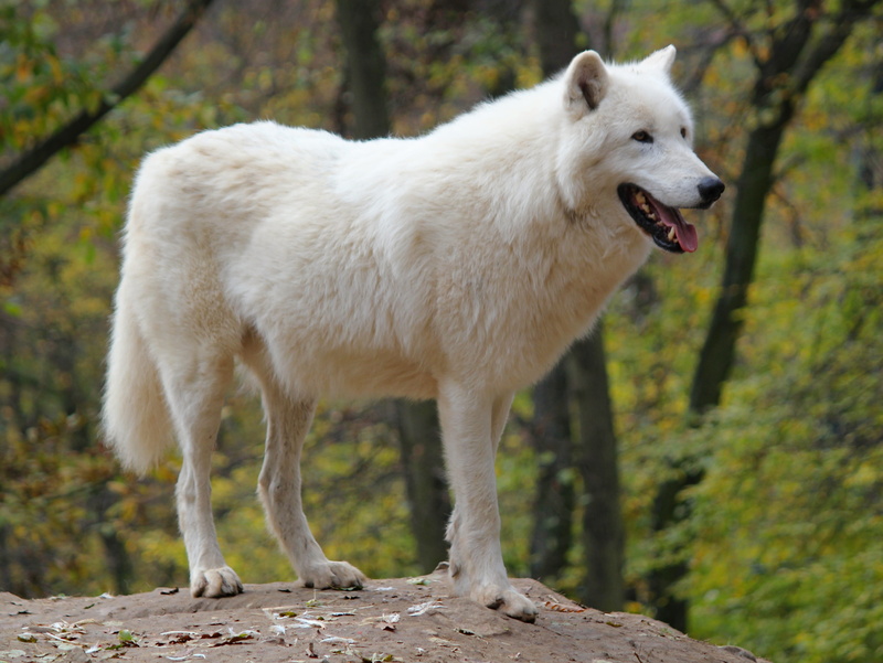 wolf, plant, mammal, day, land, nature, beast, animal wildlife, polar, animal themes, domestic animals, mouth open, one animal, vertebrate, pets, outdoors