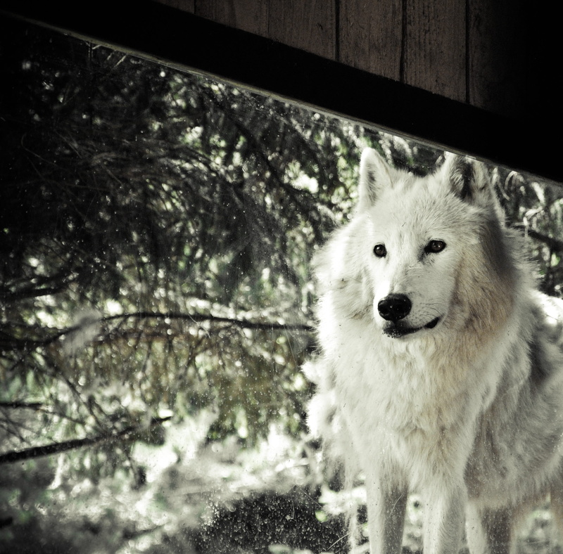nature, domestic, animal themes, dangerous, canis, no people, gray, day, wildlife, looking, animal head, cold temperature, purebred dog, portrait, 2K