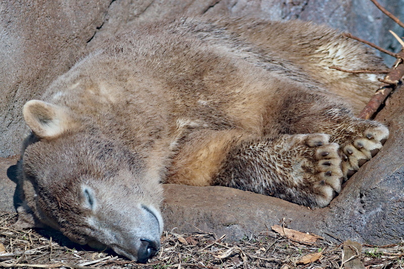 animals in the wild, land, polar bear, field, sleeping, animal wildlife, 4K, one animal, arctic, zoo, resting, eyes closed, dirty, vienna, relaxation