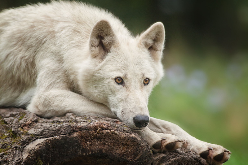 focus on foreground, animal wildlife, close-up, animal themes, animals in the wild, day, white, looking, animal head, no people, outdoors, polar, one animal
