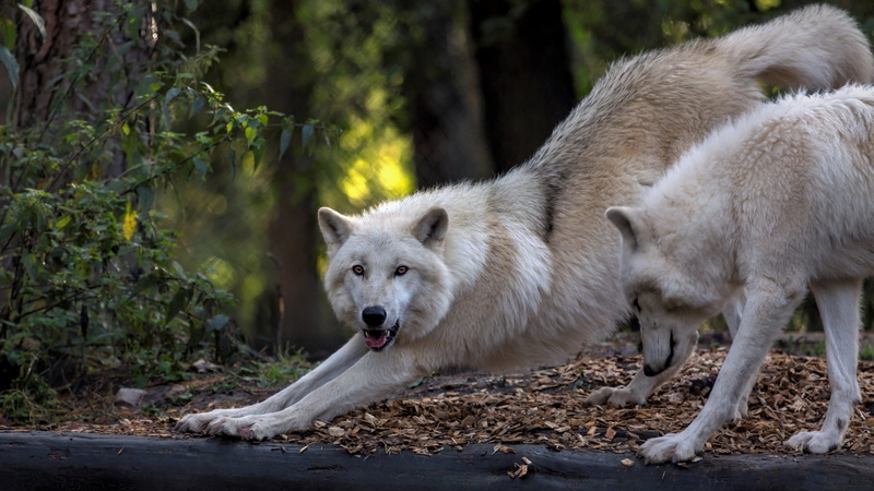 two wolves, the dark background, white, paws, look, two, face, stretching, autumn, pose, wolves, polar, leaves, forest, wolf, pair, 4K, background