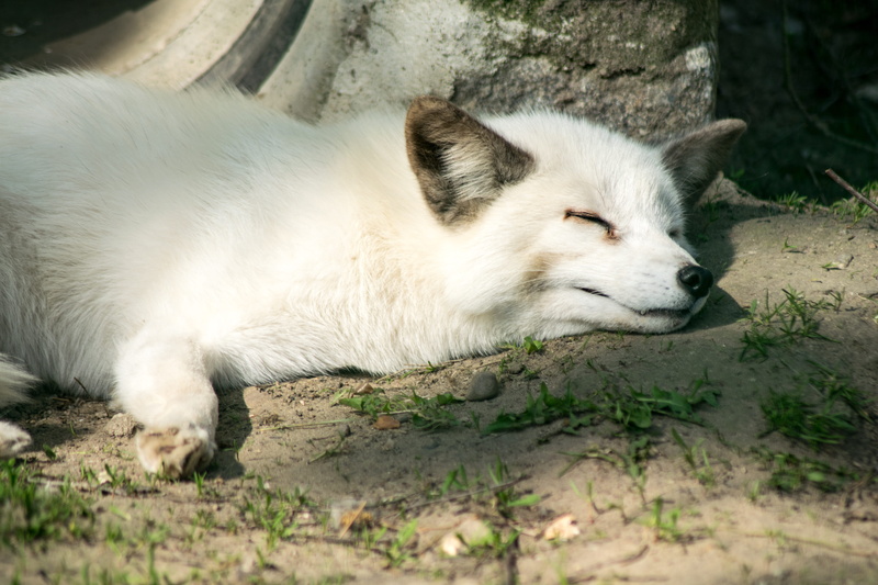 animal, nature, animal themes, domestic, predator, pets, ears, vertebrate, polar, sleeping, lying down, one animal, wolf, north pole, white color, white fur