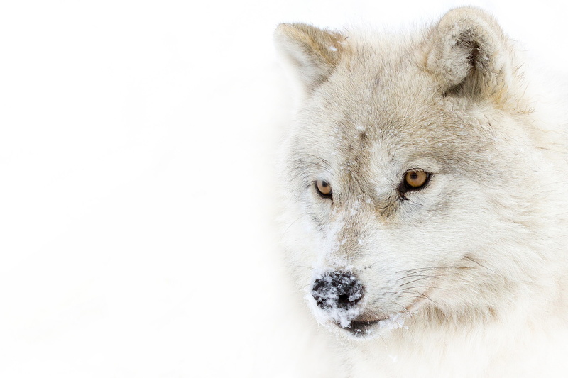 snow, predator, 1080P, Arctic wolf, polar wolf, look