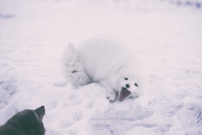 5K, purebred Dog, daytime, coated, cute, canine, puppy, one animal, arctic fox, animals in the wild, snow, Warning sign, dog, fox, white color, samoyed