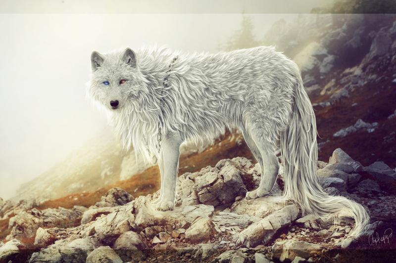 wolf, fantasy creature, animal, mammal, solid, nature, canine, animal themes, outdoors, Fantasy, one animal, polar bear, rock - object, dog, rock, day