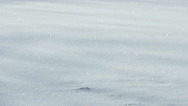 scenics - nature, backgrounds, canine, mammal, daytime, eagle, bear, field, full frame, animal, wildlife, nature, day, bird, winter, polar bear, flying